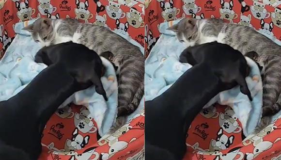 Ambos animales demuestran ser mejores amigos. (Foto: Captura/TikTok-julietagonzalezla1)
