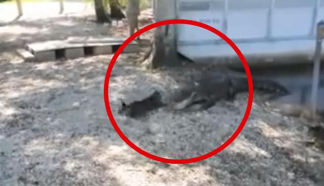 Gato salvó a su familia de morir por el ataque de unos cocodrilos que estaban en el lugar. | Facebook