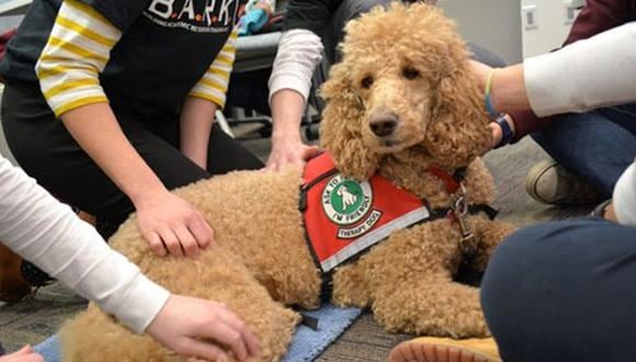 Programa BARK Canada (Foto: huffpost.com)