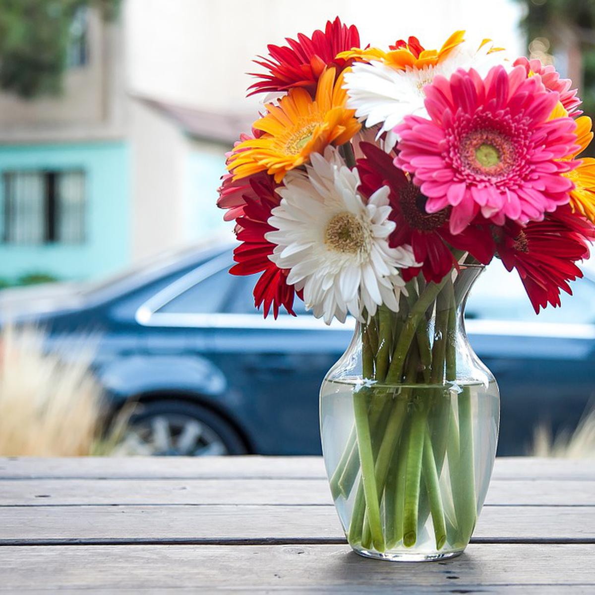 Tus flores pueden durar más tiempo con estos sencillos trucos | CASA-Y-MAS  | EL COMERCIO PERÚ