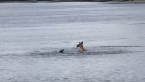 Un canguro y un perro se enfrascaron en un insólito enfrentamiento en medio de un enorme lago en Australia | Foto: Captura de video / ViralHog