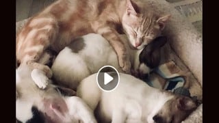 Gata cuida a cachorros abandonados como si fueran sus propios bebés