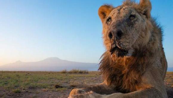 Loonkiito, quien tenía 19, tuvo una vida más larga que la mayoría de los leones en libertad. (LION GUARDIANS / FACEBOOK).