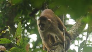 El mono machín de Tumbes ingresa a la lista de primates más amenazados del mundo