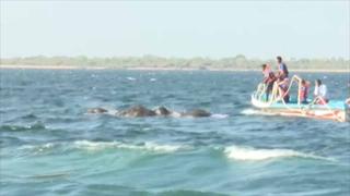 Marina de Sri Lanka rescató a dos elefantes de morir ahogados en el mar[VIDEO]