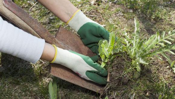 Iníciate en la jardinería sin gastar mucho dinero