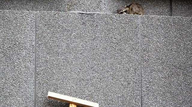 La emisora Minnesota Public Radio, que fue la primera en transmitir la noticia y que siguió el ascenso del mapache, creó el hashtag #mprraccoon. (AP)