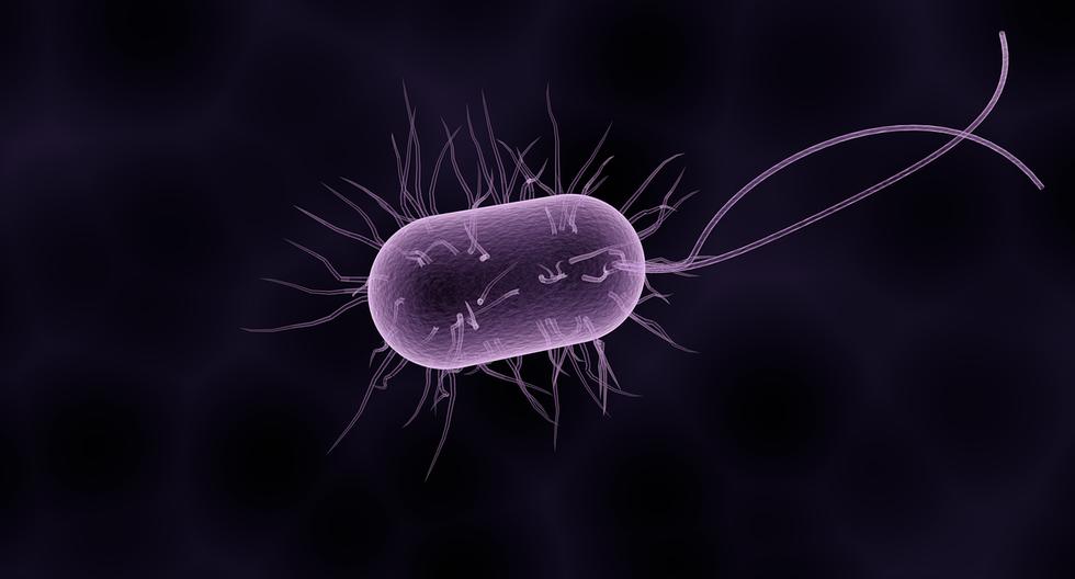 Antibiotic-resistant Salmonella found in bushmeat sold in Iquitos