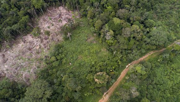 Evidencias de deforestación encontradas por SPDA, foto: Vico Méndez / Actualidad Ambiental.