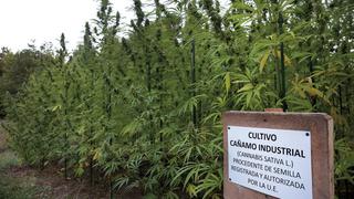 Congreso plantea proyecto para industrializar el cáñamo, una variedad de cannabis