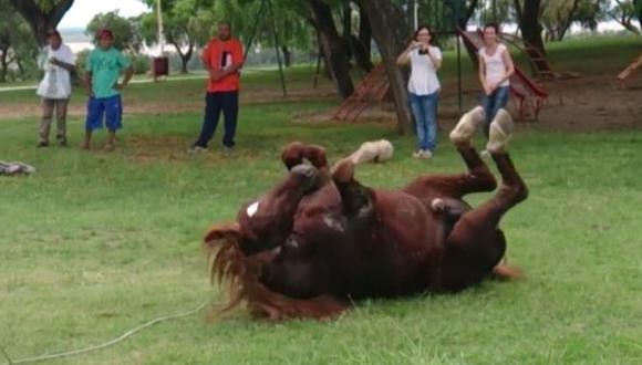 YouTube: imperdible la reacción de caballo que fue liberado