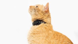 El collar que te ayuda a rastrear a tus gatos por Bluetooth