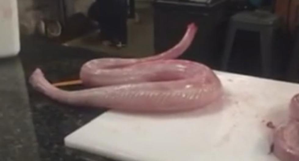 EEUU: video muestra a serpiente que revive sin cabeza y sin piel. (Foto: YouTube)