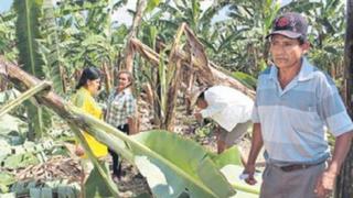 Vientos fuertes afectan 500 hectáreas de cultivos de plátano