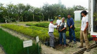 Piura: recuperarán suelos degradados plantando algarrobo y tara