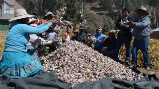 Puno: pobladores incursionan en el cultivo de ajo orgánico para reactivar su economía golpeada por el COVID-19