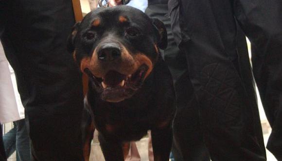 Rottweiler que mordió a niño pasó a manos de Escuadrón Canino