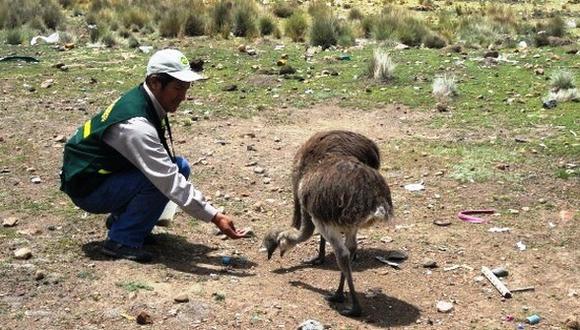 Intentaron traficar avestruces andinas a Bolivia