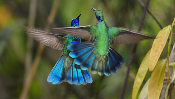 El colibrí es la única ave del mundo que puede volar al revés. Para llegar a Amazonas, desde Chiclayo tome la carretera Fernando Belaunde. El trayecto dura de 9 a 10 horas. (Foto: Flor Ruiz)