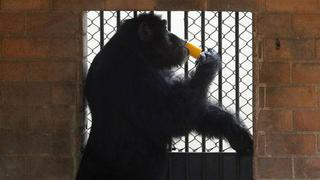 Los chimpancés dejarán de usarse en laboratorios de EE.UU.