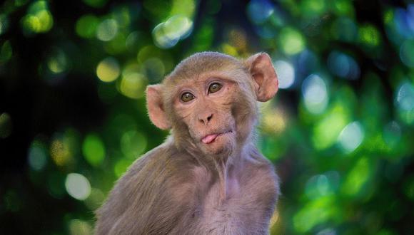 Los análisis se realizaron en macacos Rhesus jóvenes y adultas. (Foto: Pixabay)