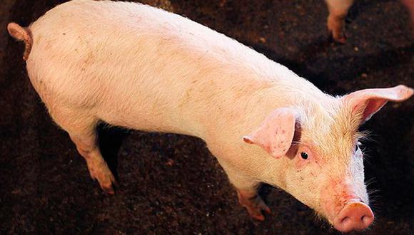 Robo de un cerdo causó la muerte de 10 personas en Nueva Guinea