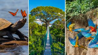 Tambopata: todo lo que necesitas saber para visitar la hermosa reserva natural