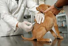 Lima y Callao: más de un millón de canes serán vacunados contra la rabia