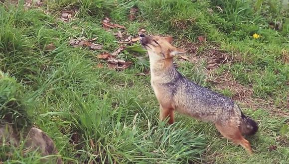 Run Run comparte su espacio con un ejemplar hembra de la misma especie que también proviene del comercio ilegal de fauna silvestre. (Foto: Serfor)