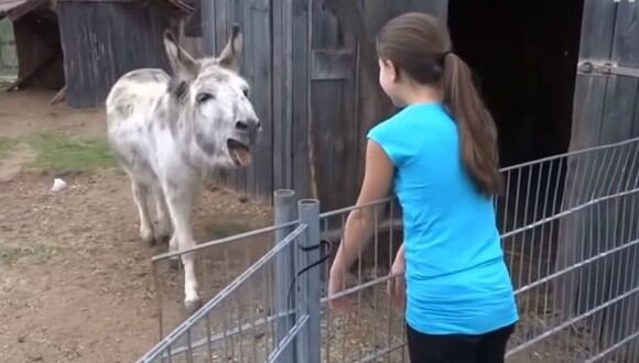 Se viralizó en YouTube el instante en que un burro se reencuentra con la niña que lo crió. (Foto: Captura)