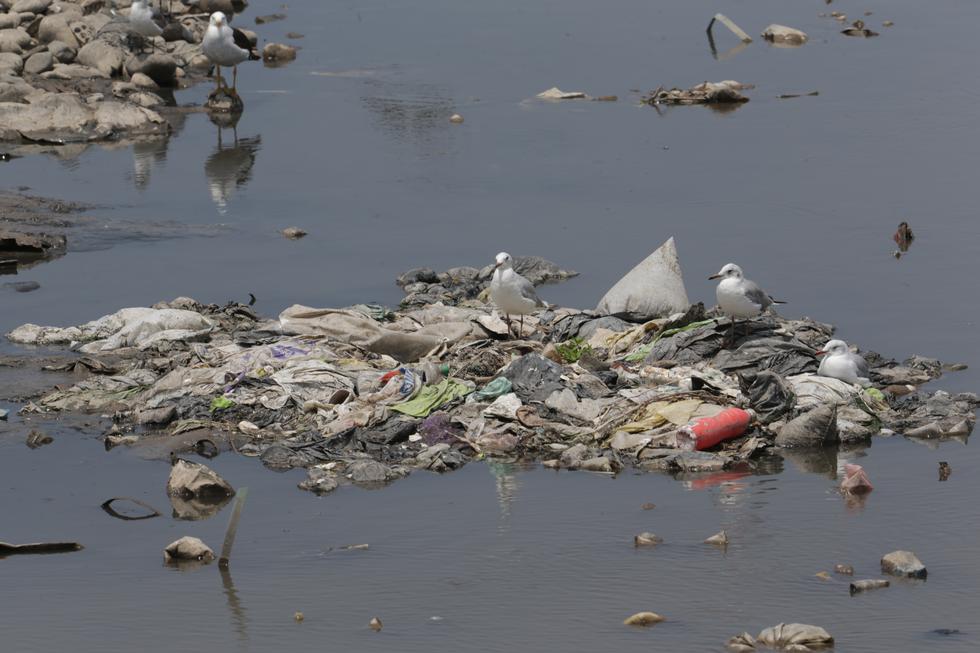 A través de los animales e insectos, las personas tienen un contacto indirecto con el río Chillón. (Fotografía: Alonso Chero)