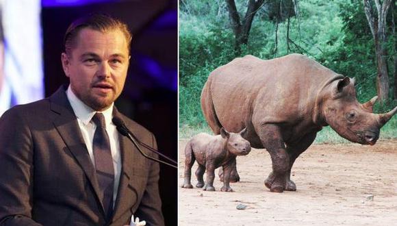 Estos son los rinocerontes que Leonardo DiCaprio ayudó a nacer