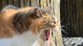 Gato logra derrotar a una serpiente tras duro enfrentamiento