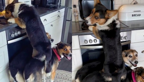 Un video viral muestra cómo tres perros hicieron equipo para robar unas sobras de comida del mostrador de la cocina hasta que su dueña los atrapó "con las patas en la masa". | Crédito: @funnybubbledogs / Instagram.
