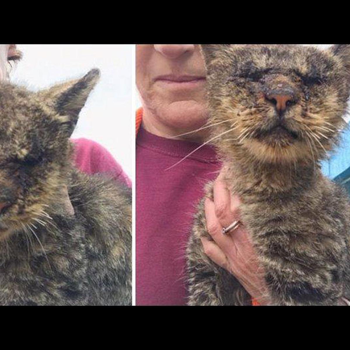 O GATINHO ABANDONADO SONHAVA EM IR PRA ESCOLA PETER TOYS 