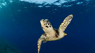 La frágil y preocupante situación de las tortugas marinas en Perú