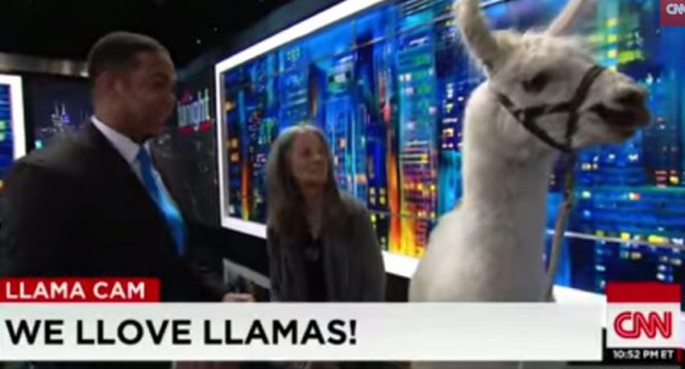 La cadena CNN decidió entrevistar a un camélido. (Foto: Captura)