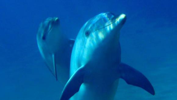 Los delfines se drogan con toxina de peces
