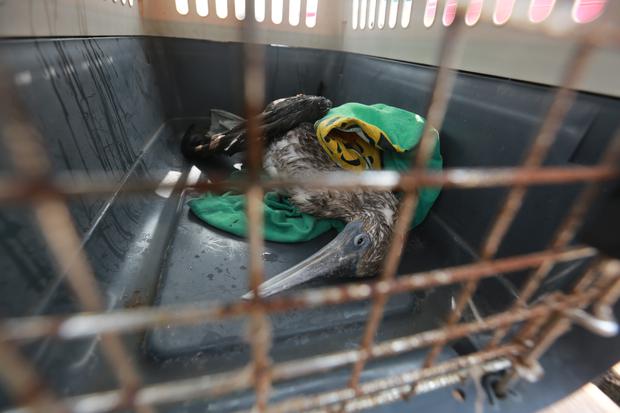 A Peruvian booby was rescued during monitoring. (Photo: Antonio Álvarez)