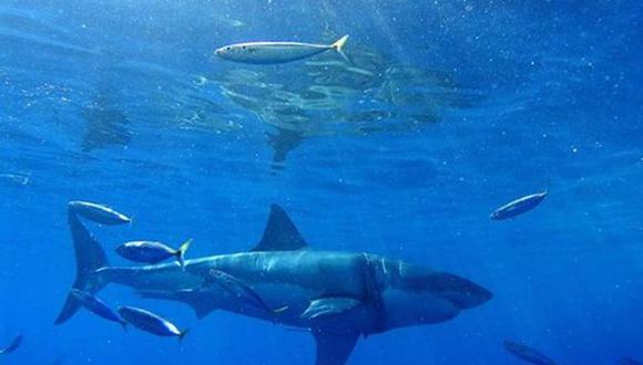 Pescadores atrapan un tiburón blanco de más de 4 metros de largo en Florida. | Foto: Referencial