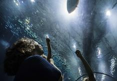 Río de Janeiro creará gran acuario para sumergirse entre tiburones
