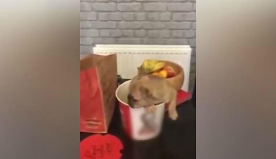 El can estaba dentro de un balde que suele contener pollo de un conocido restaurante de comida rápida. (YouTube: Caters Clips)