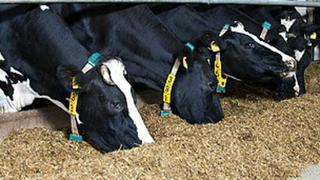 Ganaderos controlan en tiempo real el estado de ánimo y la salud de las vacas