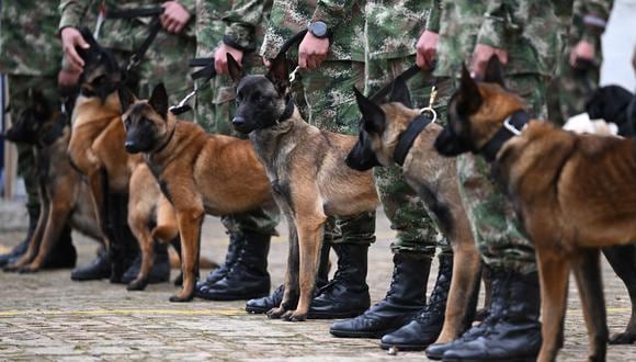 Soldados colombianos sostienen a sus perros antes de un entrenamiento de seguimiento. (Foto de Raúl ARBOLEDA / AFP)