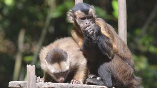 5 refugios para interactuar con animales en la selva del Perú