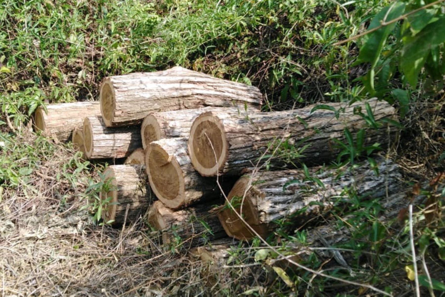 Se hallaron 30 postes de la especie guayacán que fueron talados ilegalmente. (Foto: Sernanp)