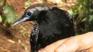 Científicos descubren nueva especie de ave en la amazonía