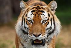 USA: empleada de zoológico muere tras ser atacada por un tigre