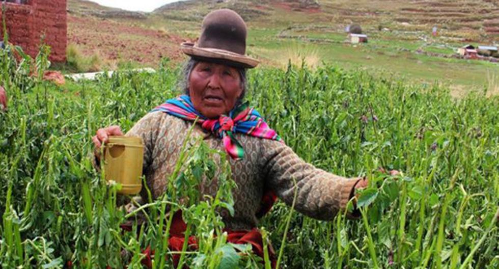 El Ministerio de Agricultura realizó intervenciones rápidas en Puno. (Foto: Andina)