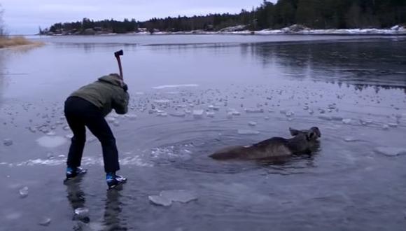 Suecia: rescatan a un alce atrapado en río congelado [VIDEO]
